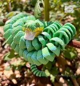 Green Tree Boa