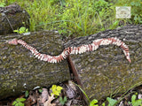 Articulated Ball Python