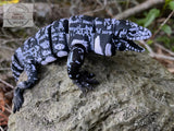 Tegu
